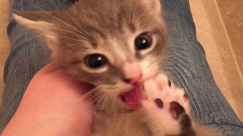 Cats are great