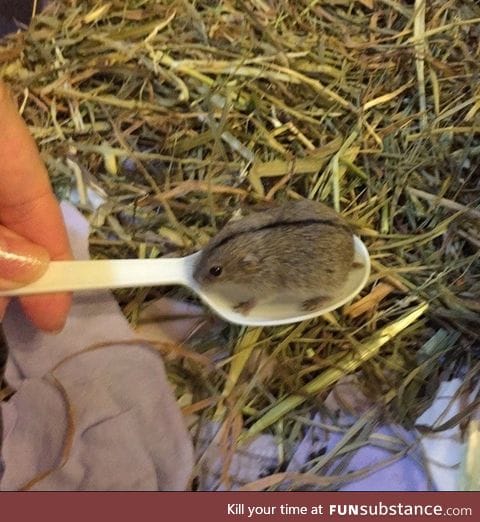 A lemming in a teaspoon