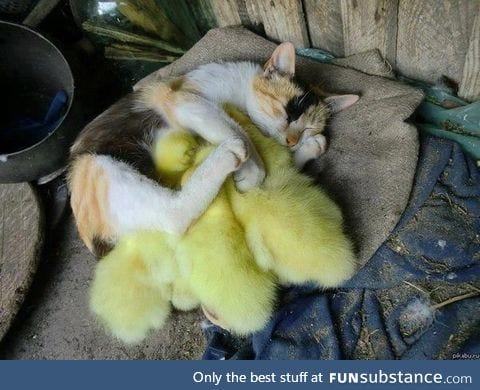 She is very protective of her ducklings