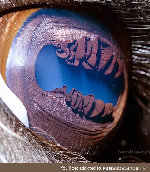 Close up of a Llama's eye