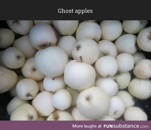 Ghost apples