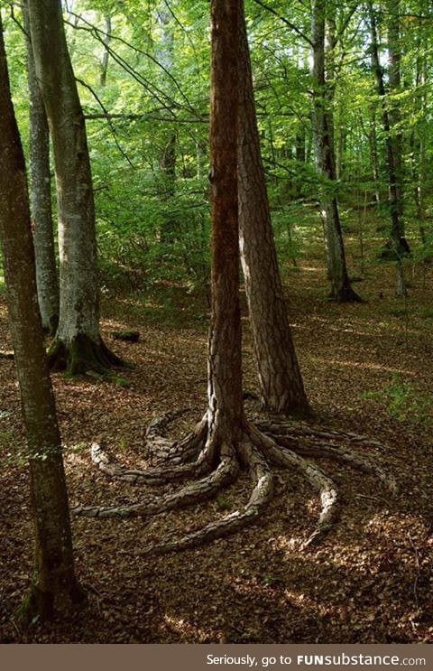 This tree