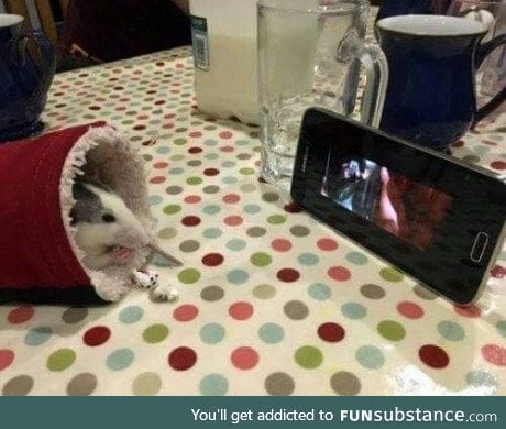 Nothing to see here, just a rat enjoying a movie with some popcorn