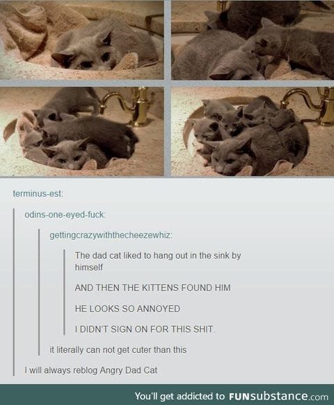 Poor angry dad cat