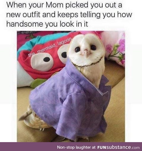 That is a very handsome owl