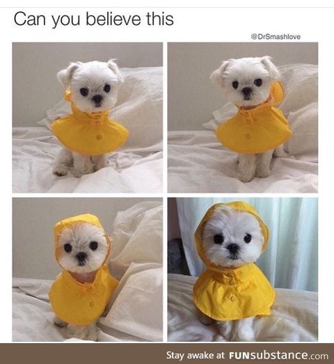 Smol raincoat for a smol pupper
