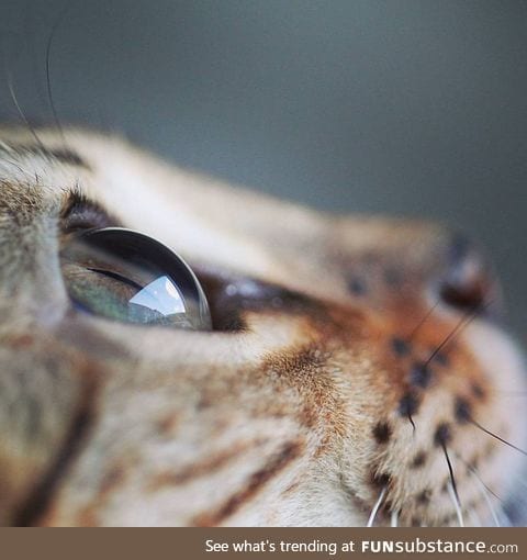 Cat's Eye