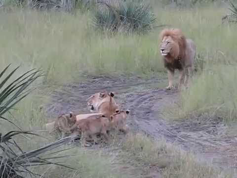 Lion cubs trying to roar like dad