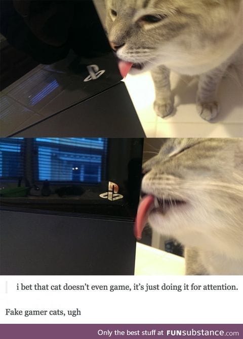 Day 18 of your daily dose of cat : Fake game cats