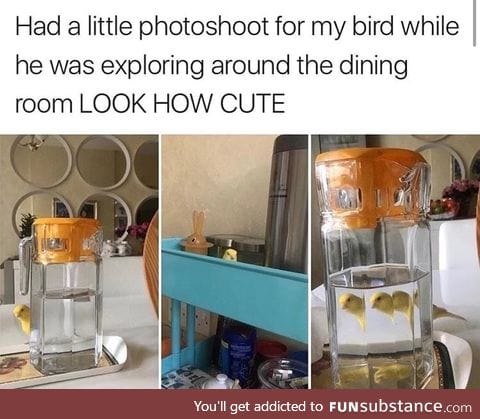 Birdy the explorer