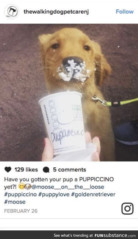 I need to get this for my dog!