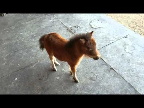 Now I want a tiny horse