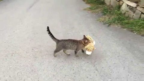 Cat Kidnapped Tiger Cub
