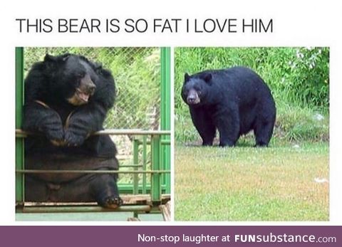 Such a fat bear