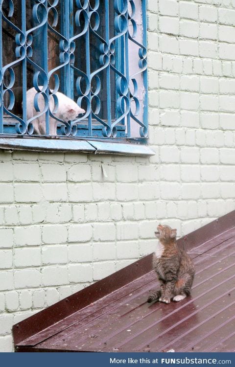 Romeo and Juliet (Cat Edition)