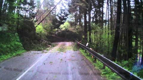 When trees attack.. It's terrifying