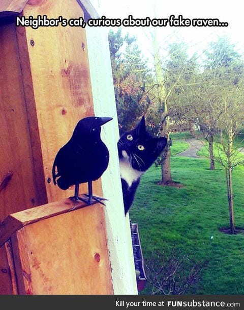 Curious neighbor kitty