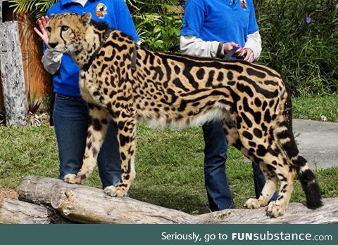 The rare King Cheetah