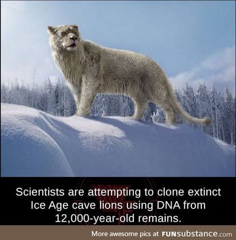 Fun fact