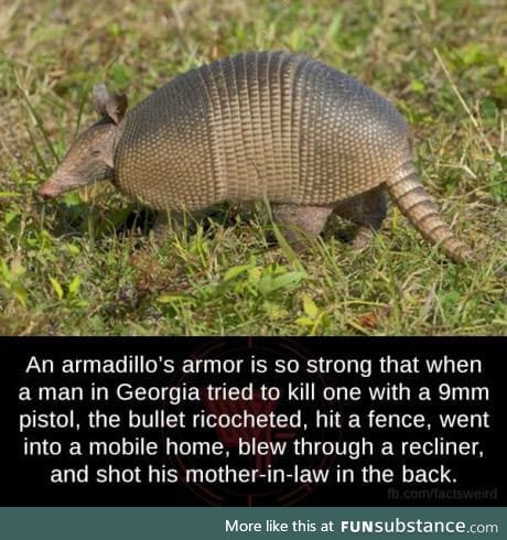 Don't mess with an armadillo