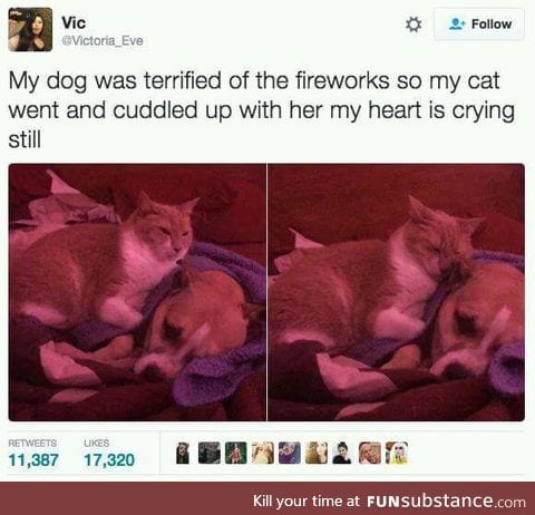 Cats are not always assholes