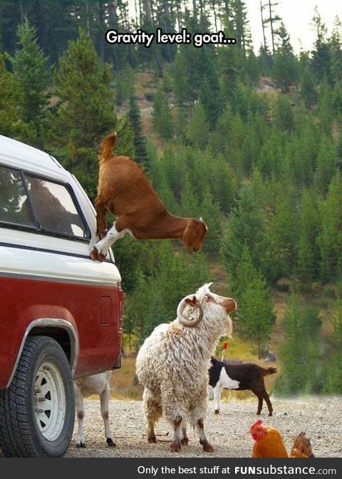 Goats, They Don't Believe In Gravity
