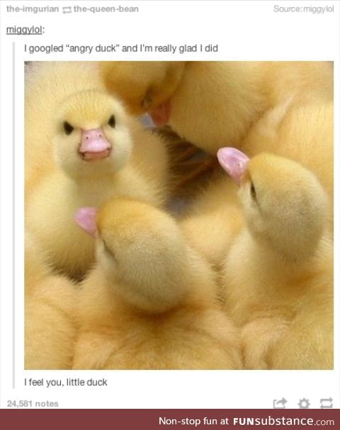 What an adorable angry duck