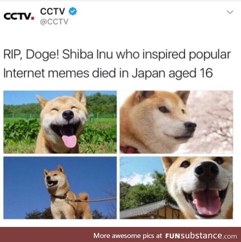 Doge is dead!