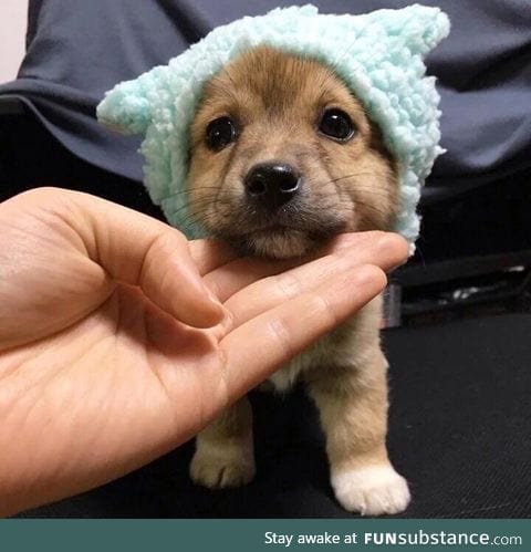 vv smol puppo with vvvv smol hat