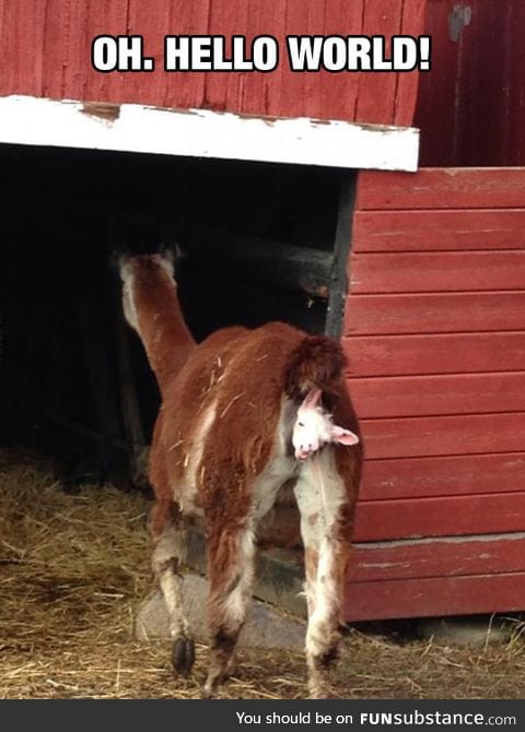 Goat baby being born