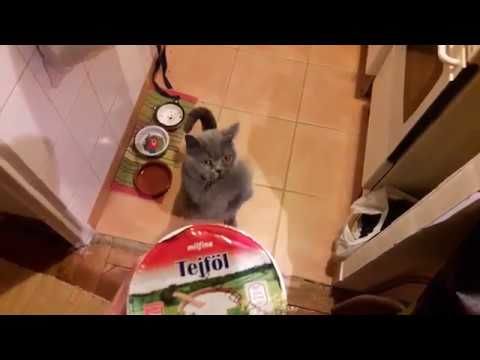 This cat wants to eat everything