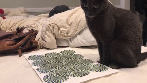 Cat Plays with Optical Illusion