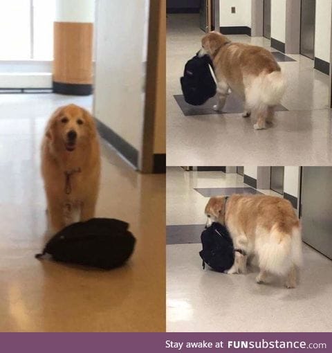 Meet Eddie,the Hospital Therapy dog who is always carrying around his bookbag of toys