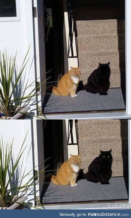 This cat's shadow is actually another cat