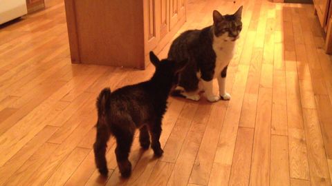 Baby Goat Tries to Headbutt Cat