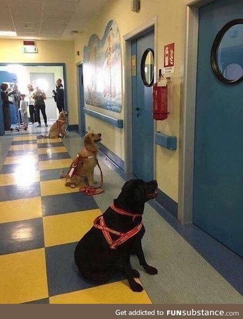 Therapeutic dogs waiting with great anticipation to see their respective children