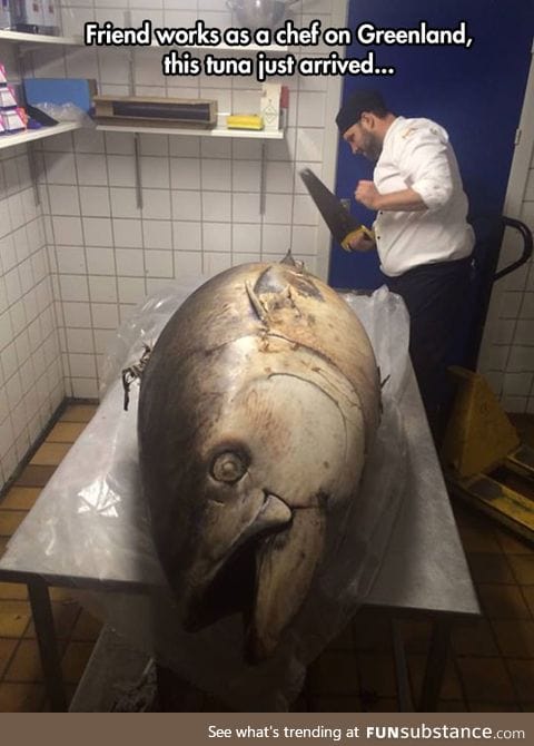 That's One Huge Tuna