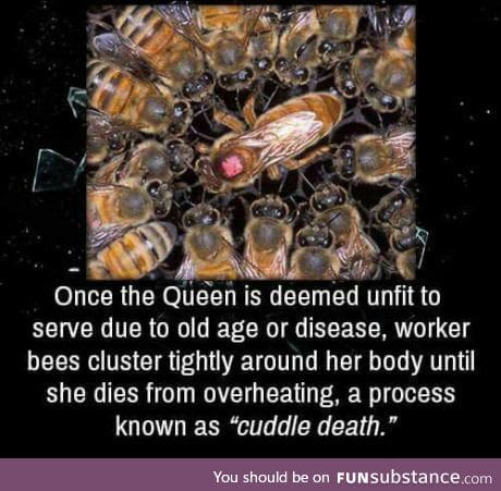 Bee fact