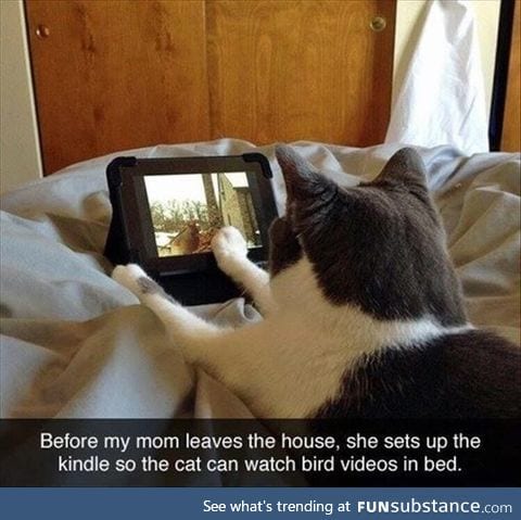 Bird videos