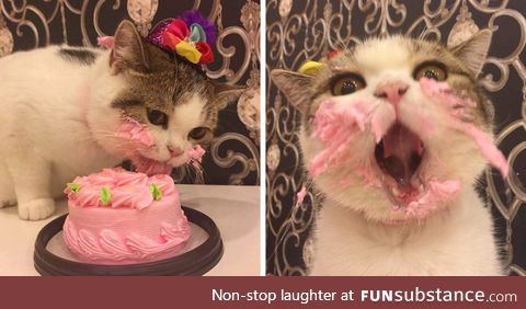 I actually forgot my cat's birthday.