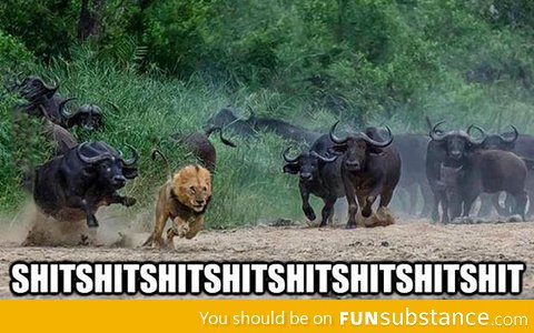 Run lion, run!