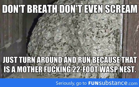 Wasp nest