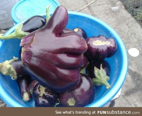 Eggplant of good luck