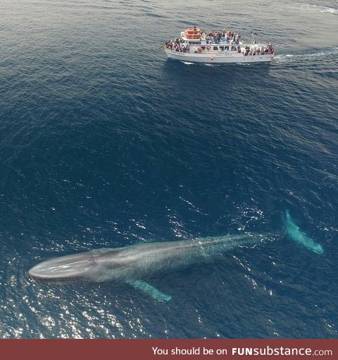 Blue whale, 75 ft boat for scale