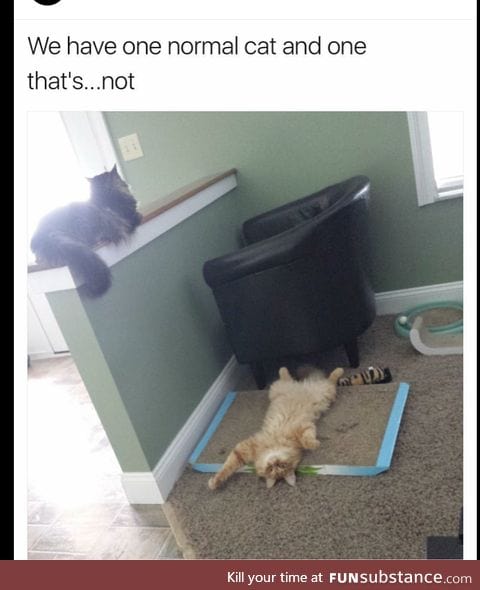They're both adorable kitties
