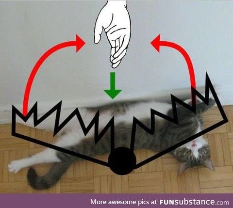 DIY bear trap