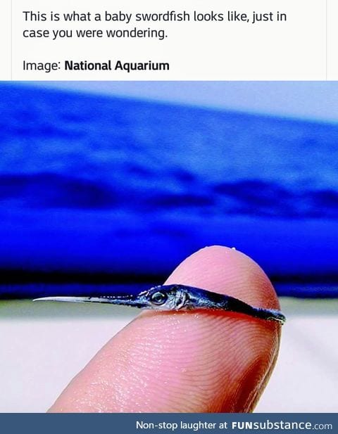 In case, like me, you've never seen a baby swordfish