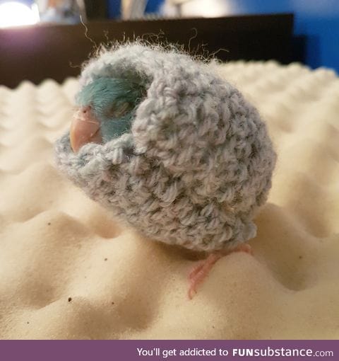 Baby birb with widdle sweater too big for her but warms the feathers 