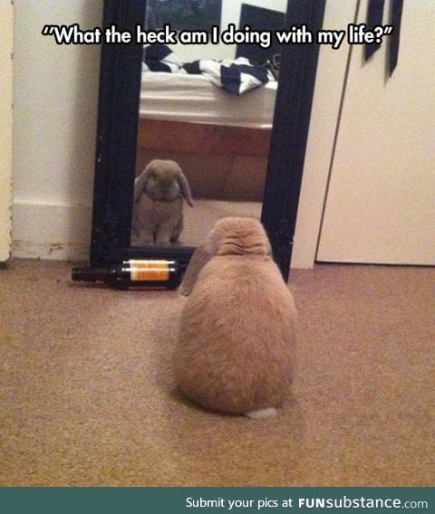Introspective bunny considers his life choices