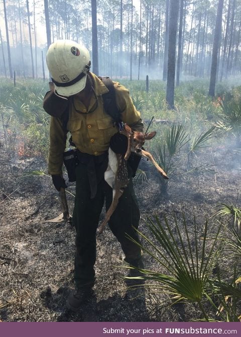 Firefighter saves a deer in 100k plus acre wild fire still burning out of control